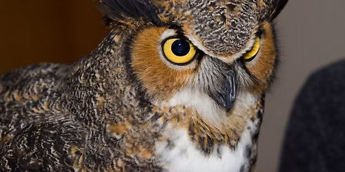 Owl Prowl & Night Hike!