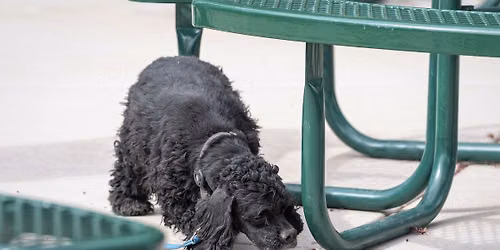 GACGLV March AKC Scent Work Trial