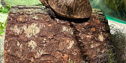 Mother Nature & Me: Turtle Time