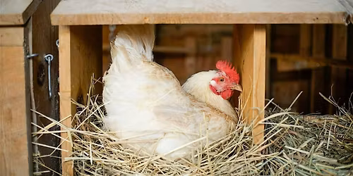 Raising Chickens in your Backyard