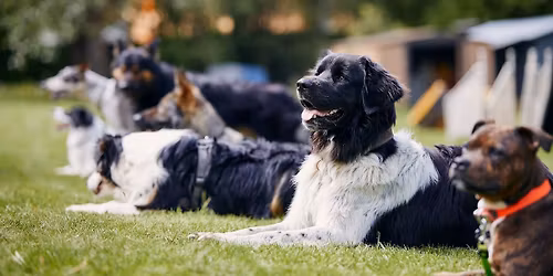 Adolescent & Young Adult Dog Training Classes