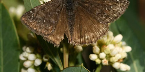 Moth Night at the Rogue River Preserve