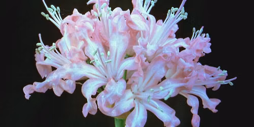 Nerine Exhibition