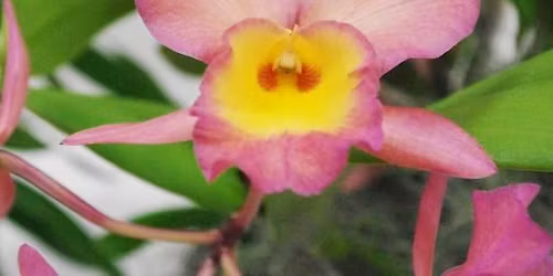 2026 Boca Raton Orchid Society  Valentine\u2019s Orchid Show