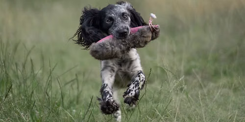 YSSC AV spaniel Novice and Open working tests 