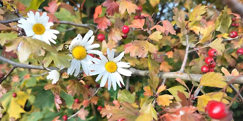 Kurz "Napl\u00e1nuj si zahradu"