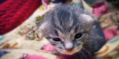 Paws & Possibilities: Foster Open House