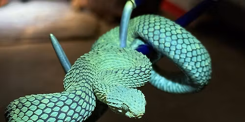 International Snakebite Awareness Day