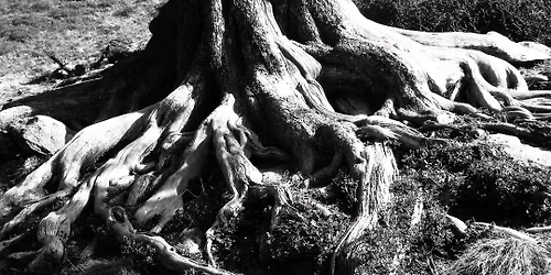 Roots at Bradford on Avon