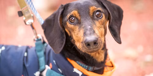 Eszkul\u00e1p Kar\u00e1csony a Trabantban