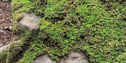 COMMUNITY GRATITUDE MEDITATION in MILL VALLEY