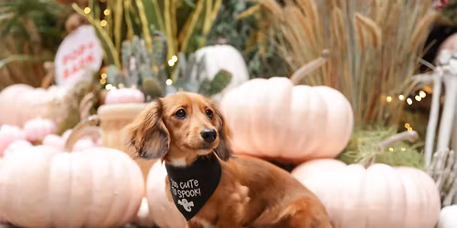 DACHSHUND CAFE HALLOWEEN - BIRMINGHAM