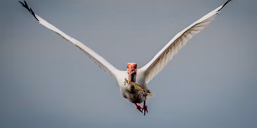 Barefoot Beach County Preserve Christmas Bird Count