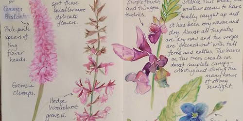 Summer Nature Journalling