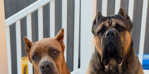 Cane Corso Meetup\u00ae \u2013 San Pedro 2026