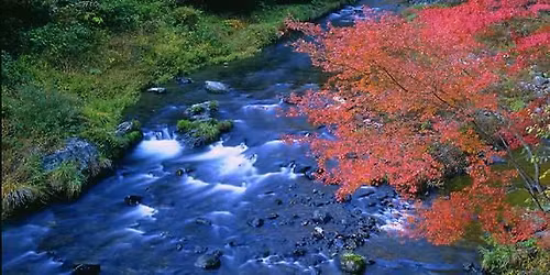 Salem Audubon Society Birder's Night