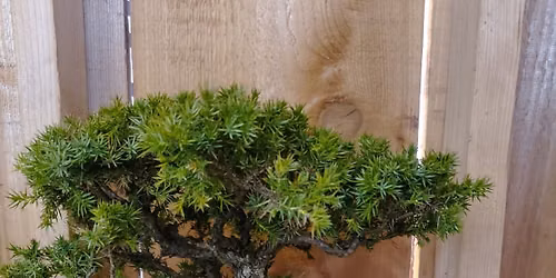 Beginner Bonsai Class