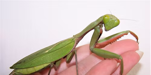 Hands-on Minibeast Workshop @ Sanctuary Point Library