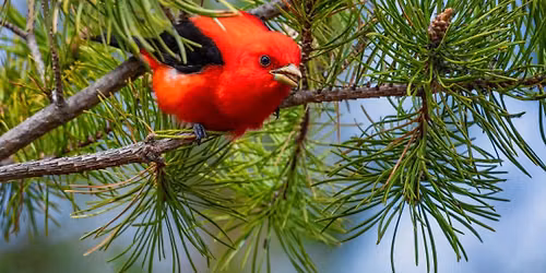 Birding for Beginners: Using the Merlin Bird ID App