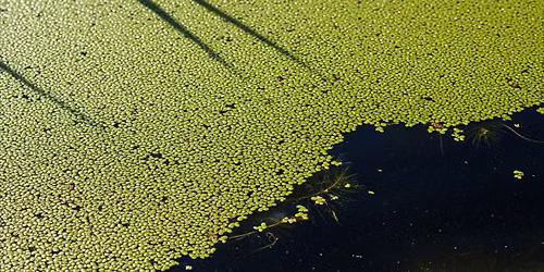 Pond Weeds ID & Management [In-person or Online]