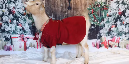 Christmas with the Beach Goats