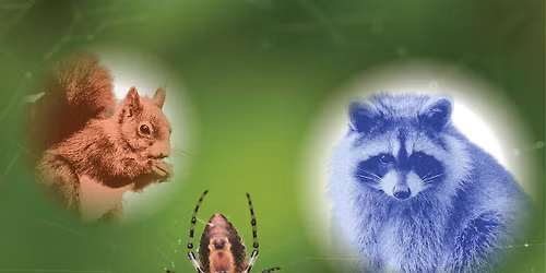 Wild Senses