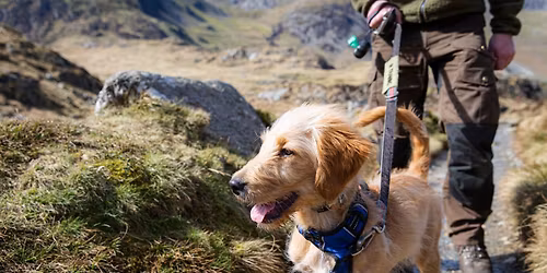 Doggy Ranger Walk on Divis and the Black mountain