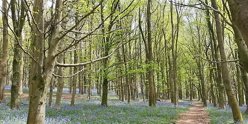 Immersive Walk at Wenallt Forest
