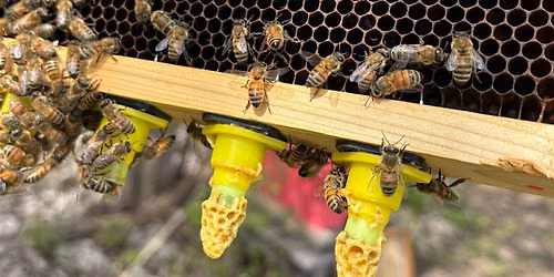 Advanced Beekeeping \u2013 Workshop 1 of 1