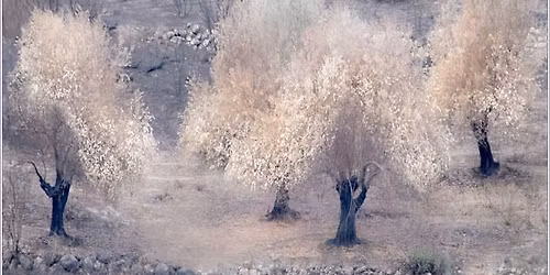 Infrared Photography - Talk by Roy Essery MPAGB