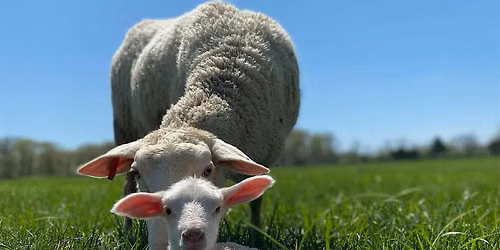 Pasture Walk at Plow and Stars Farm