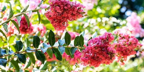 Lagerstroemia nap a F\u00fcv\u00e9szkertben