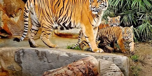 Animal Champion