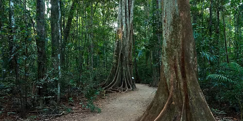 Meet the Rainforest Guided Walk