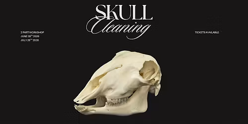 Sheep Skull Cleaning Workshop - 2 Days