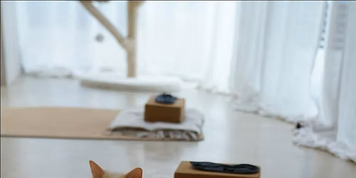 Cat Yoga | Yoga with Michelle