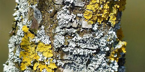 Lichens and Mosses