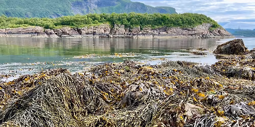 L\u00e6r om tang & tare med Fesk-kjerringa