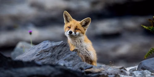 Guided Wildlife Tour