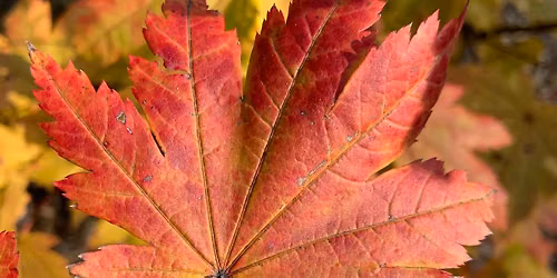Fall Plant Sale