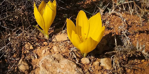 Жёлтые лампочки леса