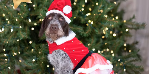 Santa Paws in the Cosy Cabin on the Farm!