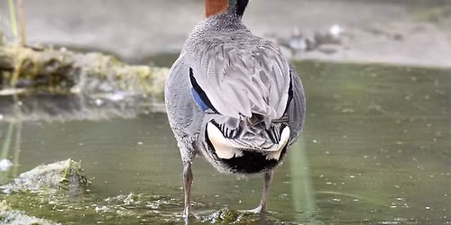 Waterfowl Identification: Dabblers, Divers, and More!