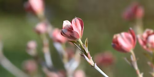 Reconnect and Renew: A Spring Retreat for Creativity, Nature, and Community