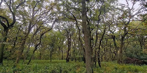 Discover the History of Askham Bog (York Festival of Ideas 2026)