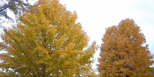 Spring Seedling Sale