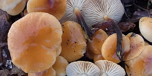 Ung sanker: Vintersopptur med japansk suppe (15-30 \u00e5r)