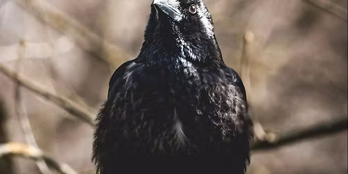Welcome To Night Vale - Murder Night In Blood Forest with Erin McKeown at The Neptune Theatre