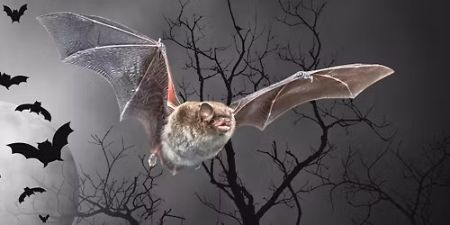 Bat & Nature Walk