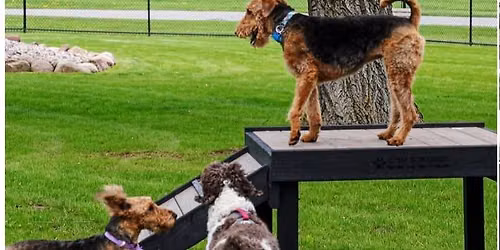 Bark Park Health and Wellness Fest
